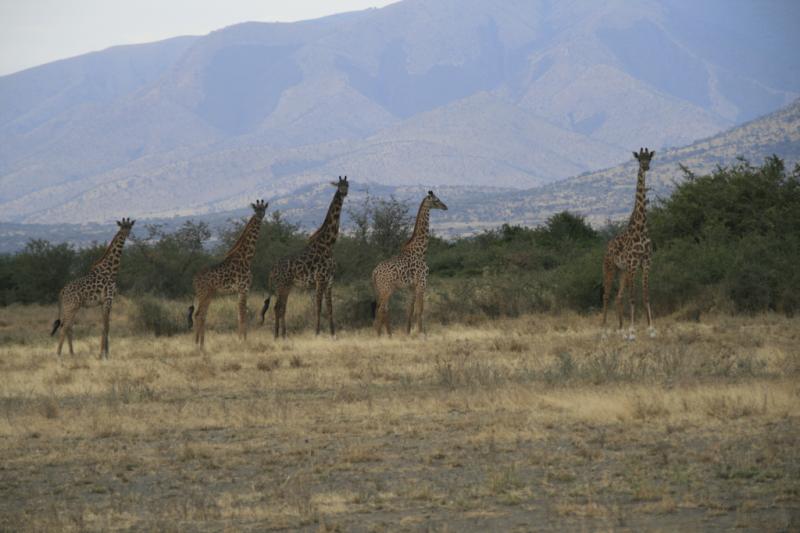 Tanzanie-4556