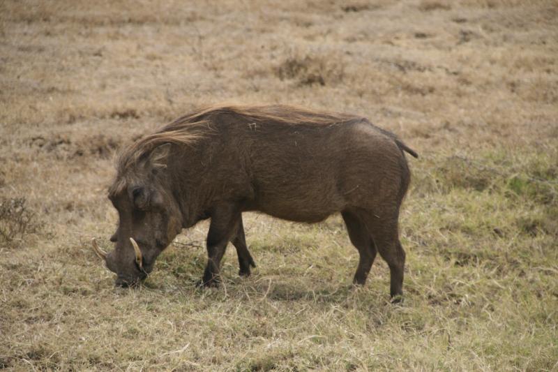 Tanzanie-4609
