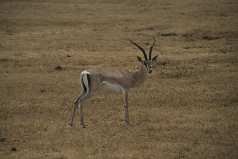 Tanzanie-4618
