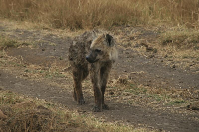 Tanzanie-4731