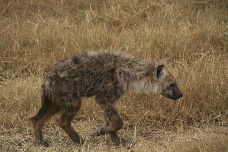 Tanzanie-4732