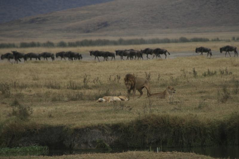 Tanzanie-4755