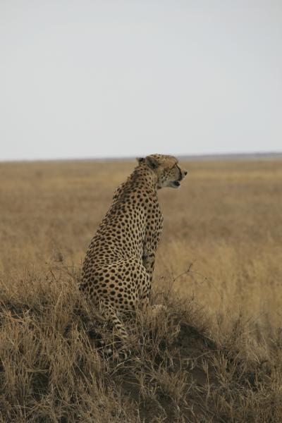 Tanzanie-4934