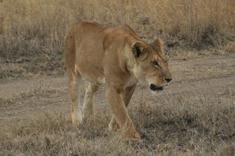 Tanzanie-4945