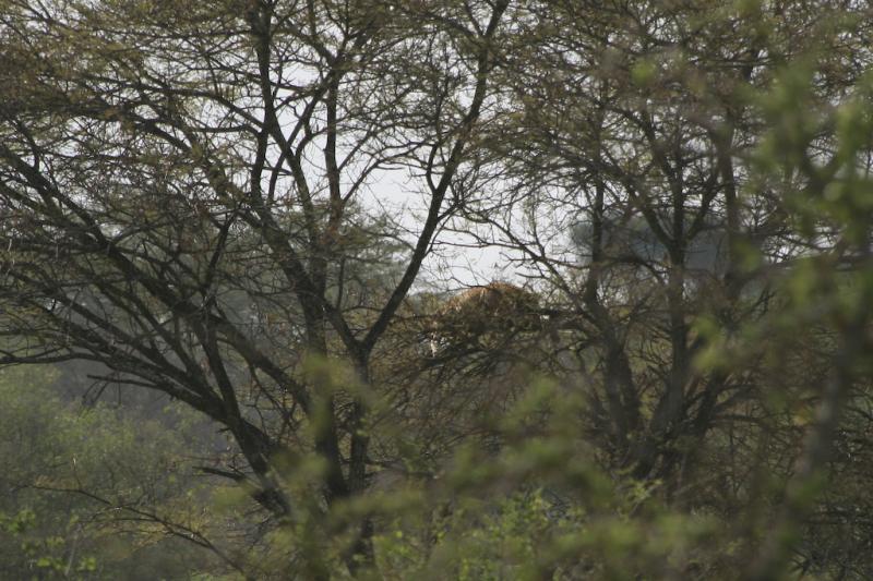 Tanzanie-5053