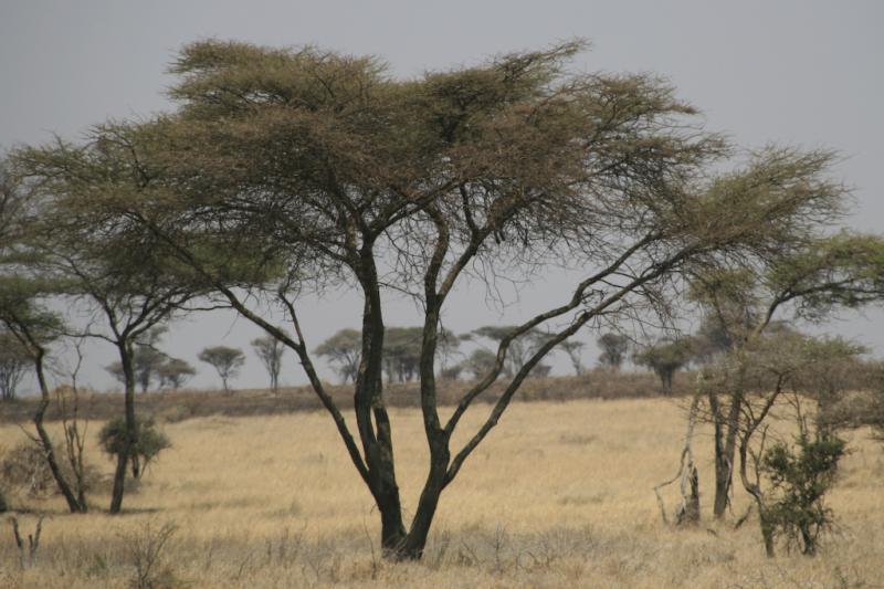 Tanzanie-5143