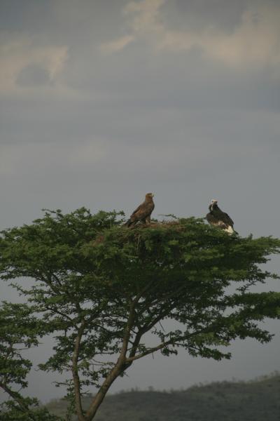 Tanzanie-5186