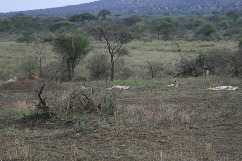 Tanzanie-5228