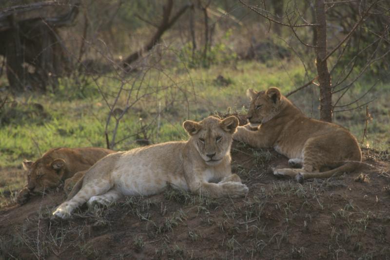 Tanzanie-5245