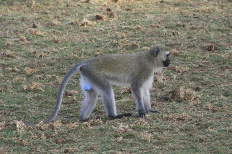 Tanzanie-5288