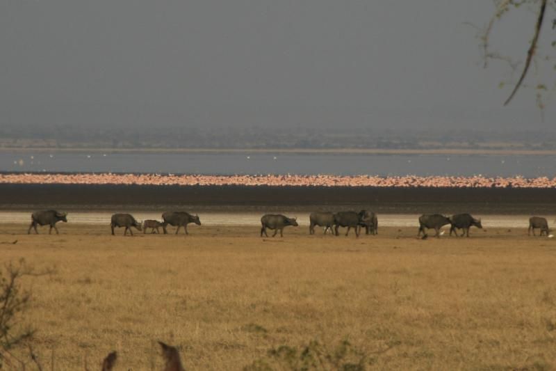 Tanzanie-5307